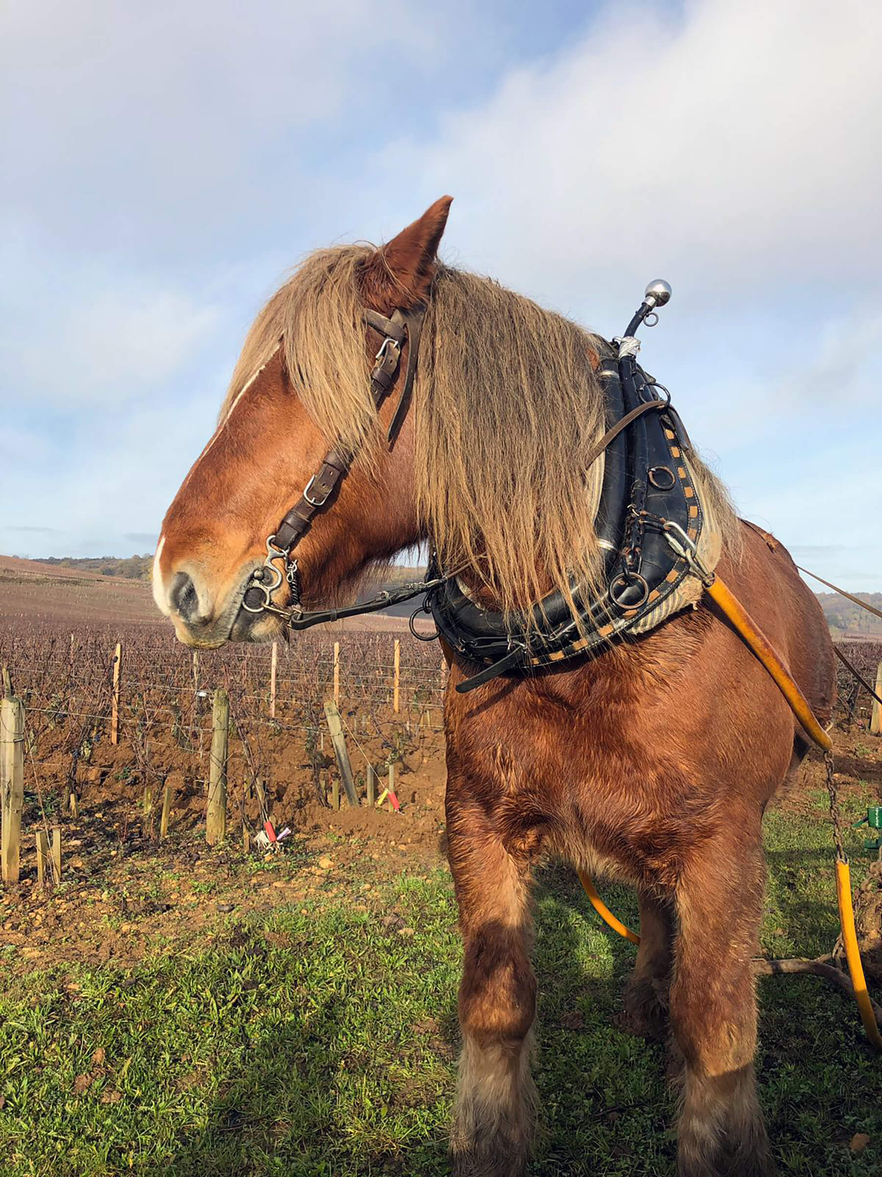 bourgogne-discovery-transport-prive-de-personne-visite-vigne-grand-domaine-viticole-bourgogne-france-franche-comte